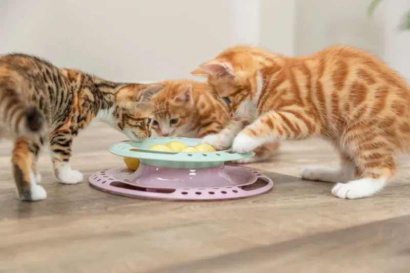 Preview: Junior Kitten Circle